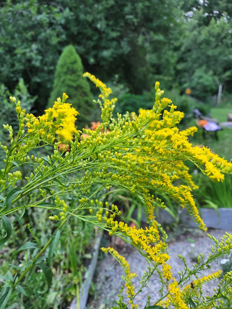 Puede incluir: Primer plano de un grupo de flores amarillas con tallos y hojas verdes. Las flores est&aacute;n en flor y tienen un aspecto delicado y plumoso.