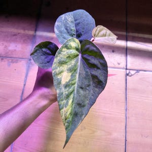 Imagen real de Anthurium Ace Of Spades X King Of Spades Variegado