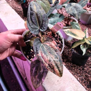 Real Pict Anthurium Papilillaminum X BVIT X Zara Michelle Orange Variegated image 1