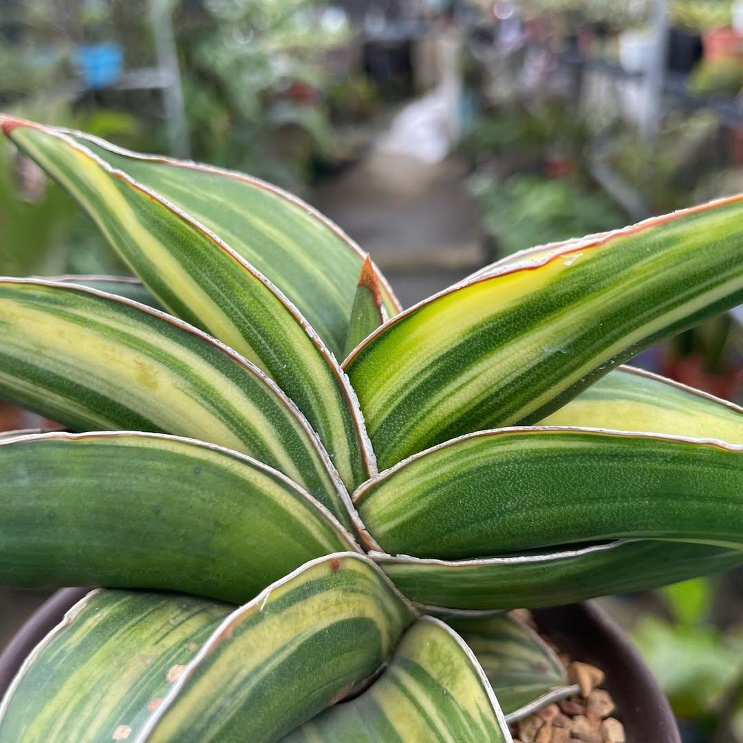 Sansevieria Samurai Dwarf Variegated Mature Size - Etsy