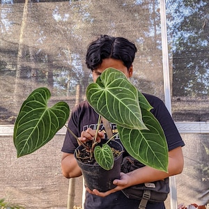 May include: A potted plant with large, heart-shaped green leaves with striking veining. The plant is in a black pot, and the leaves have a textured appearance. The image is taken in natural light, highlighting the plant's details.