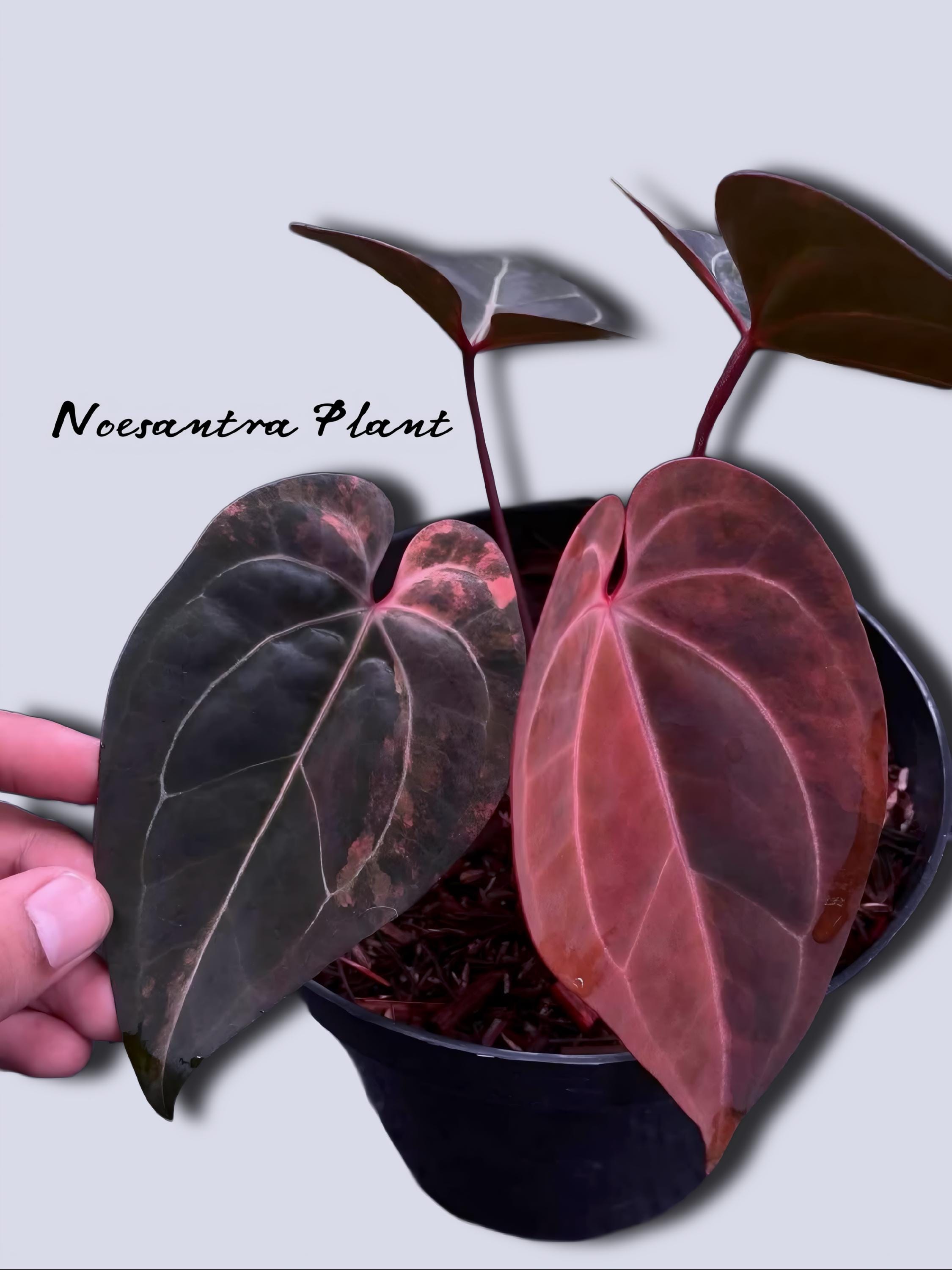 Black Venom Anthurium - Etsy