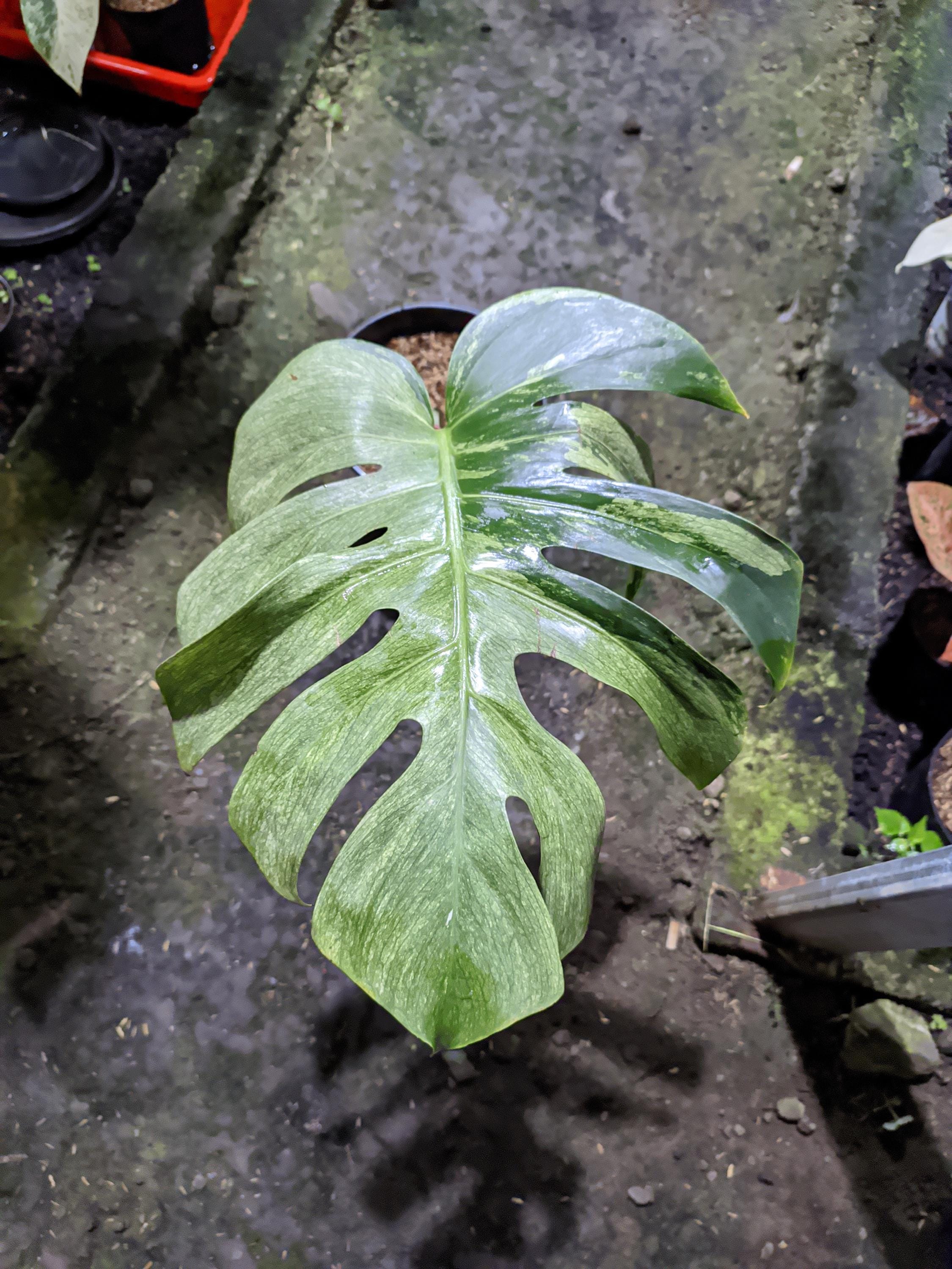 Monstera mint noid jungle mint - Etsy 日本
