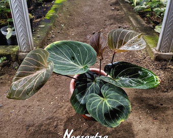 Anthurium King of Spades Butterfly | Anthurium HU | KOS | Best