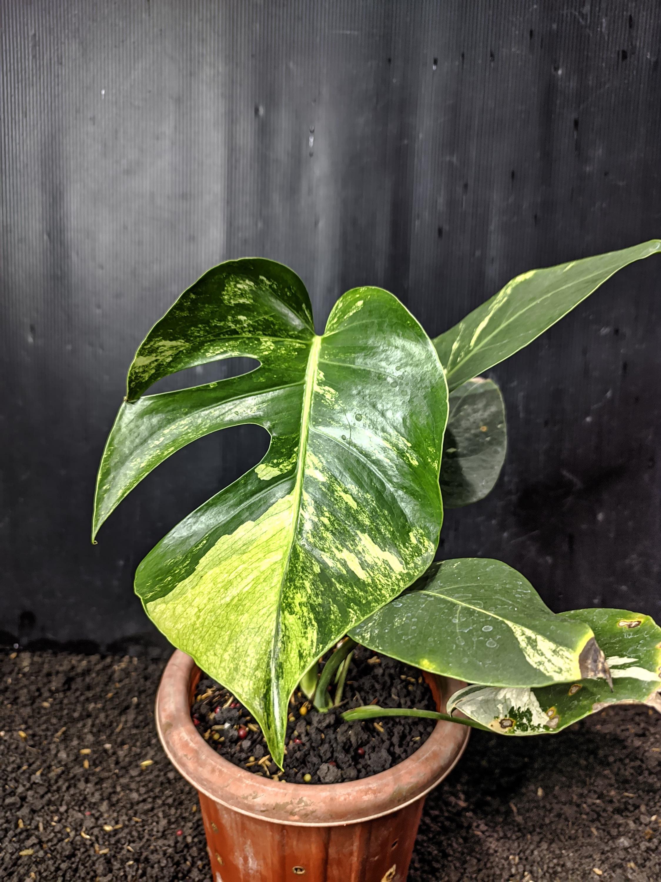 Monstera mint noid jungle mint - Etsy 日本