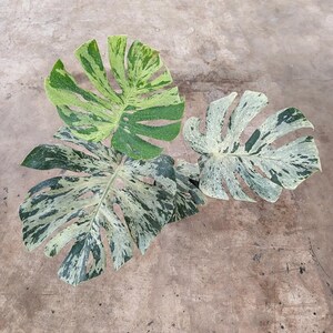 Puede incluir: Tres hojas de Monstera variegadas, mostrando patrones verdes y blancos. Las hojas grandes tienen cortes y agujeros distintivos, sobre un fondo neutro. Las variaciones de color ofrecen un contraste visual llamativo.