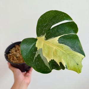 Monstera white lava - Etsy 日本