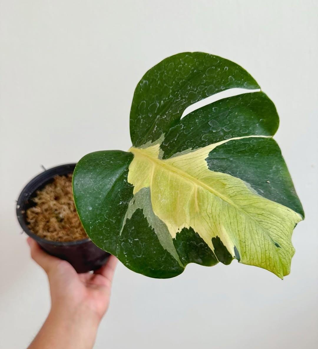 Monstera white lava - Etsy 日本