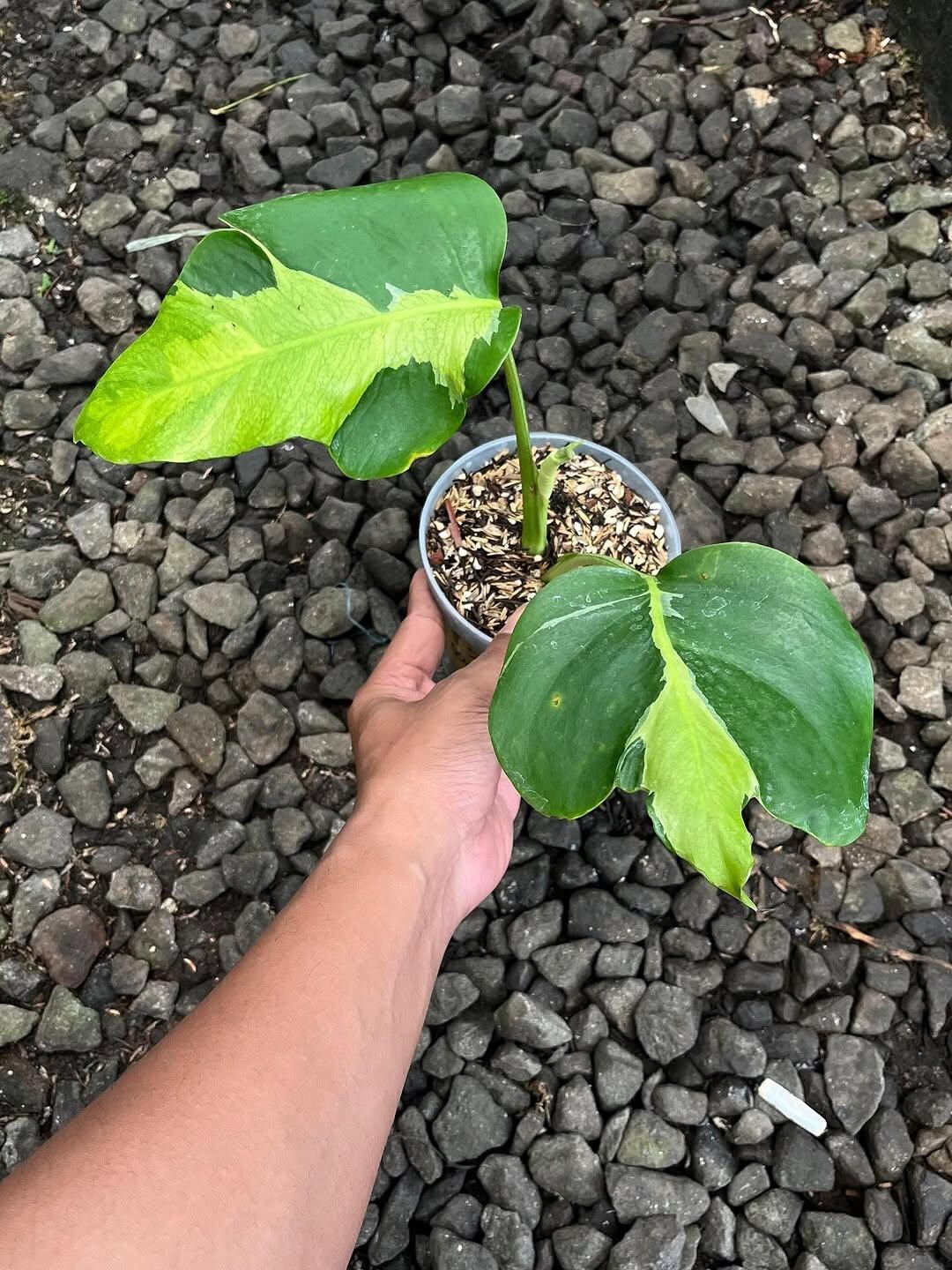 モンステラ ホワイト ラバ 斑入り - Etsy 日本