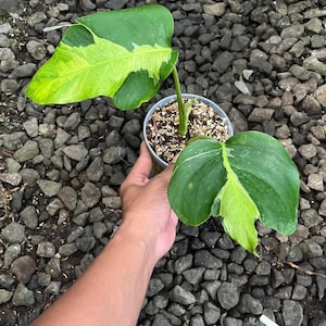 Monstera white lava - Etsy 日本