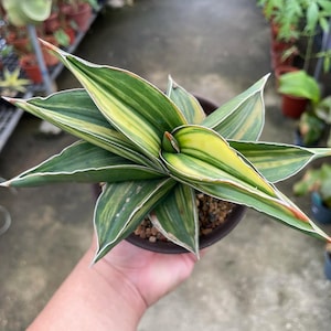 May include: A close-up of a Sansevieria plant, also known as a snake plant, in a brown pot. The plant features long, pointed leaves with green and yellow stripes, and white edges. The tips of the leaves have a reddish hue.