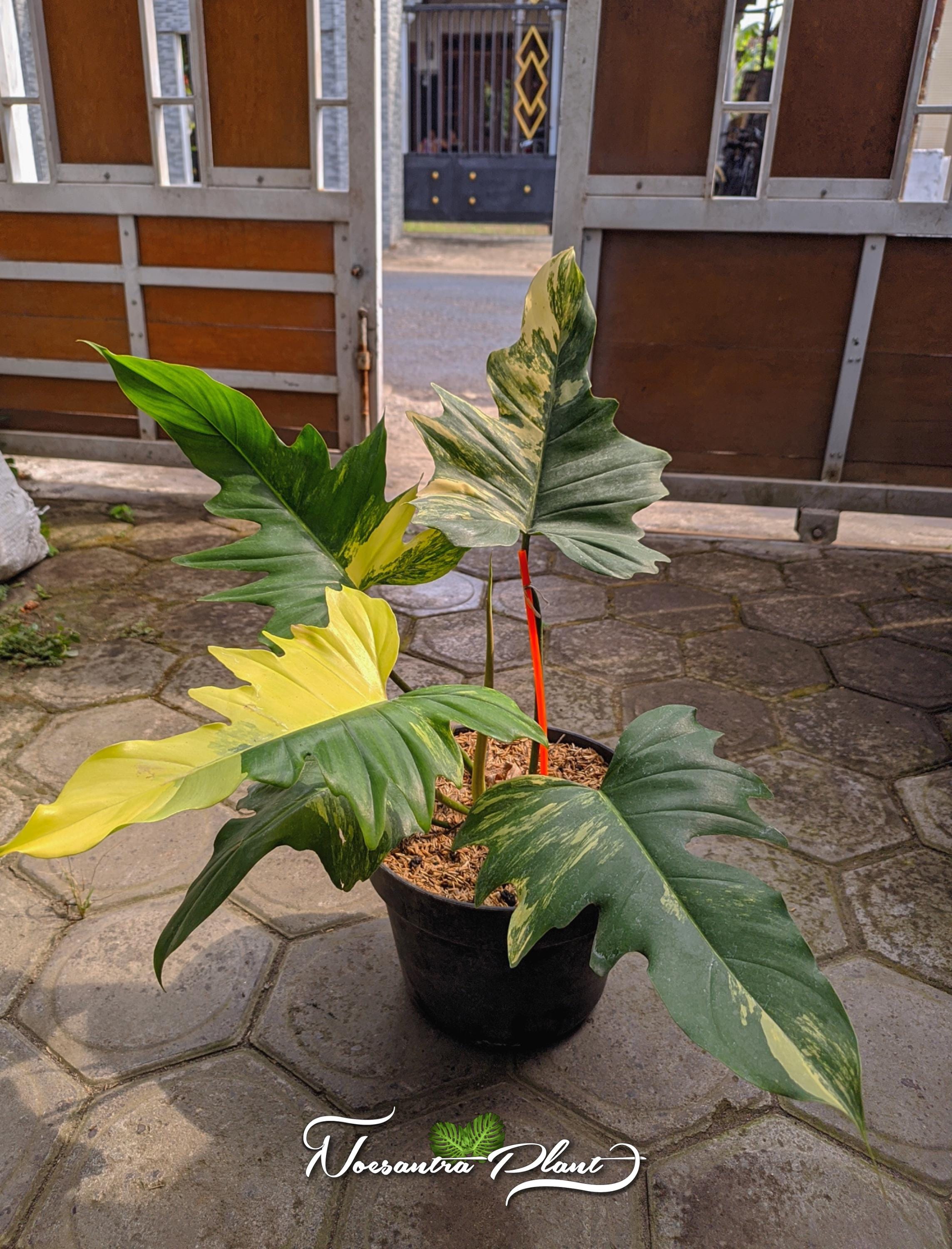 Philodendron x mayoi - Etsy 日本