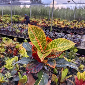 May include: A potted Croton plant with vibrant foliage. The leaves display a mix of green, yellow, red, and orange hues, with prominent veining. The plant is held in a black pot, with a background of other plants in a greenhouse setting.