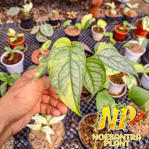 Monstera Siltepecana Variegated - Etsy