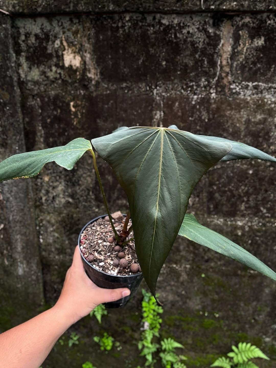 Anthurium Black Sweet X Warocqueanum - Etsy