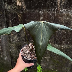 Anthurium fort sherman - Etsy 日本