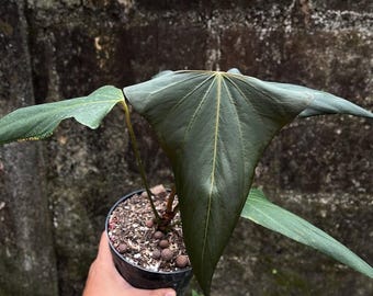 Rvdp X Sp. Nov Df Anthurium — Seedlings - Etsy