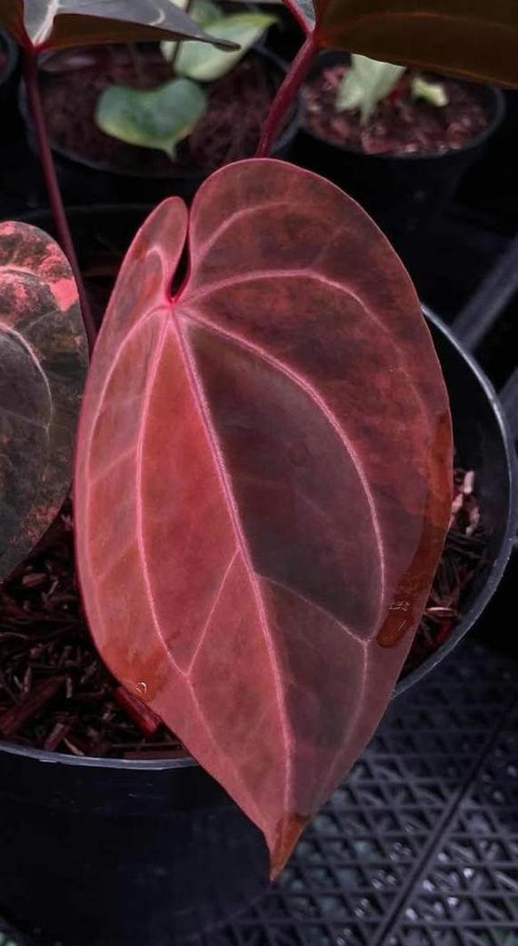 Anthurium Black Venom X Michelle Variegated Beauty Form - Etsy