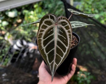 Anthurium Red Tiger-mutation