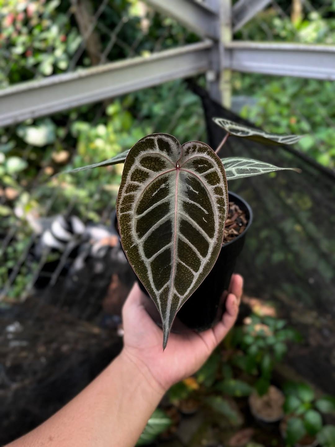 希少】アンスリウム シルバークローム 実生 丸葉 ハート葉 2025年最新