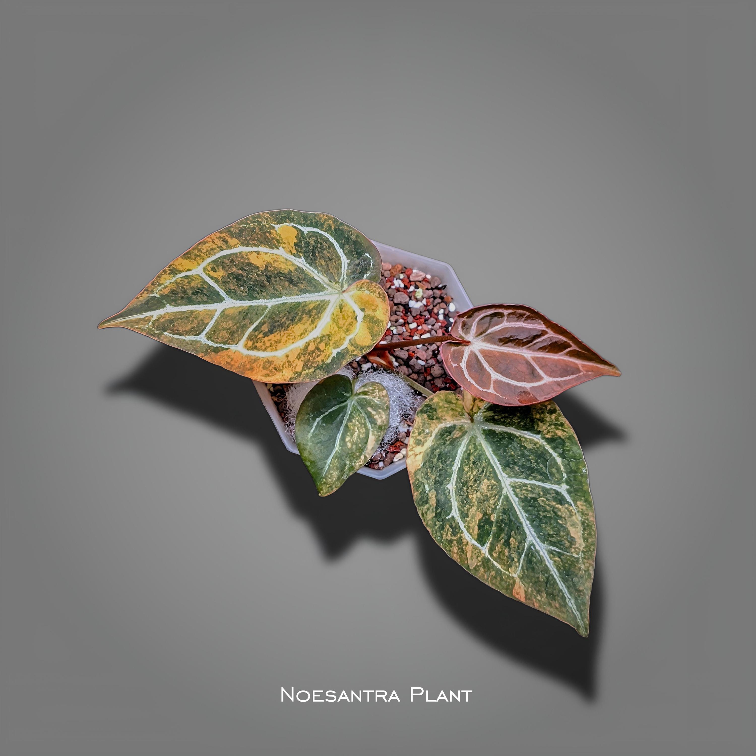 Anthurium papillilaminum - Etsy 日本