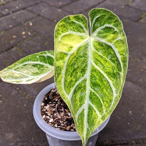 Anthurium Magnificum X Silver Blush - Etsy