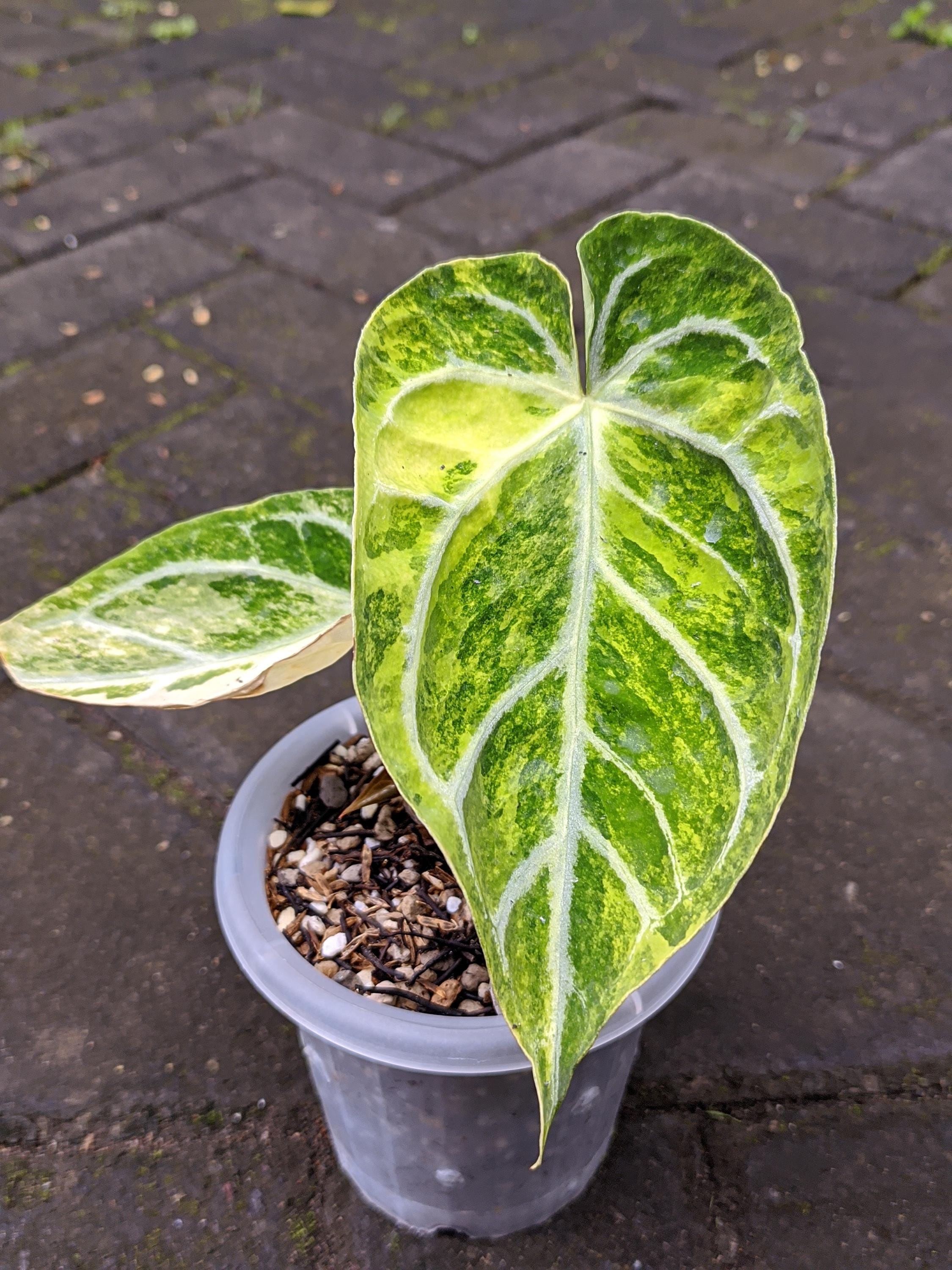 A. luxurians × magnificum 'Silver' SKG Anthurium magnificum