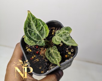 アンスリウム ドラヤキ ハイブリッド 斑入り 実写真 室内植物 - Etsy 日本