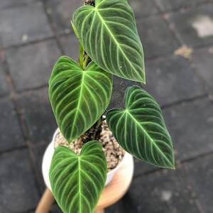 Philodendron splendid - Etsy 日本