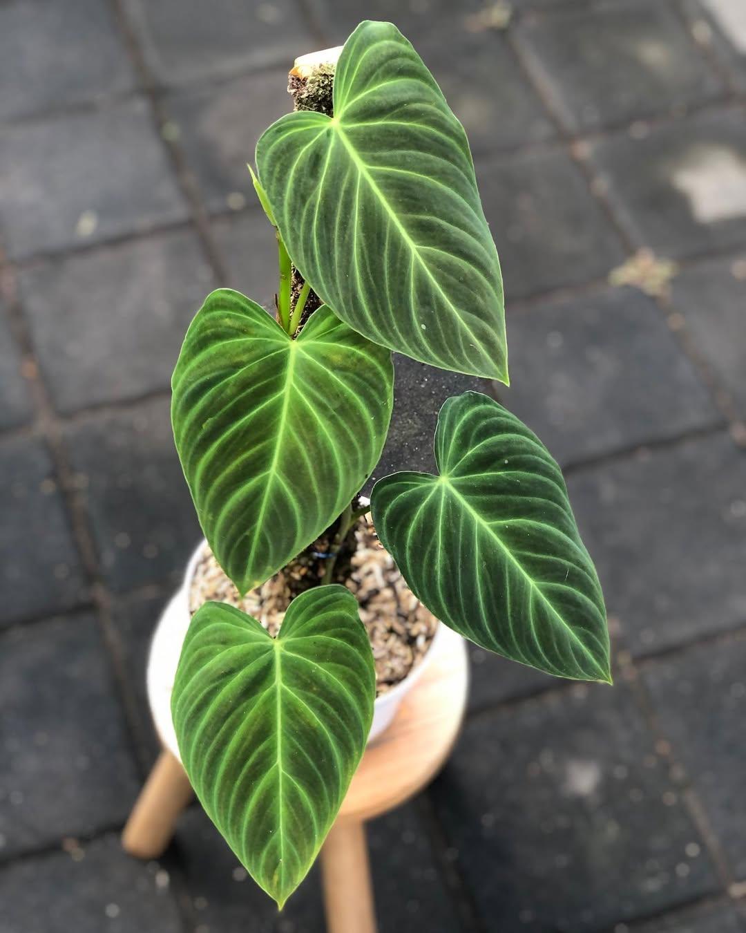 Philodendron splendid - Etsy 日本