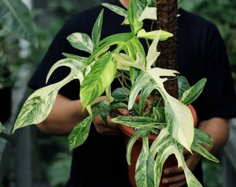 Filodendro Florida Beauty variegado de tamaño maduro