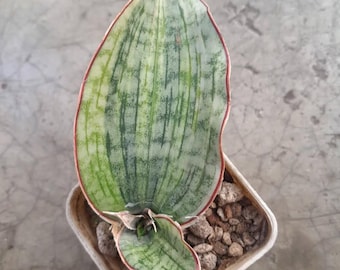 Sansevieria Planta Serpiente Variegada Azul Plateado