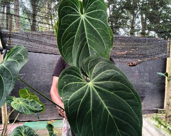 PHILODENDRON SUBINCISUM Huge CUTTING Aka Wilson Wilsonii Ee Not Giganteum +  Free Heat - Etsy India