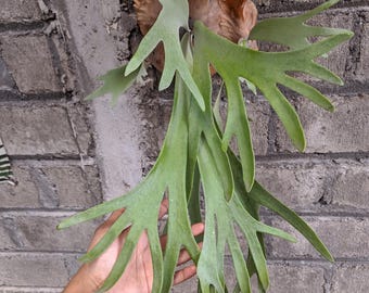 US Seller Platycerium Willinckii Golden Boy Sporeling - Etsy
