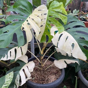 May include: A potted Monstera plant with large, split leaves. Some leaves are a vibrant green, while others are a creamy white. The plant is in a black pot, surrounded by other plants in a greenhouse setting.