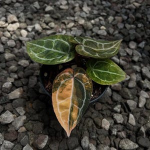 Puede incluir: Una planta de Anthurium crystallinum en maceta con hojas grandes en forma de coraz&oacute;n. Las hojas muestran una mezcla de tonos verdes, amarillos y naranjas con prominentes vetas blancas. La planta est&aacute; sobre un fondo de peque&ntilde;os guijarros grises.