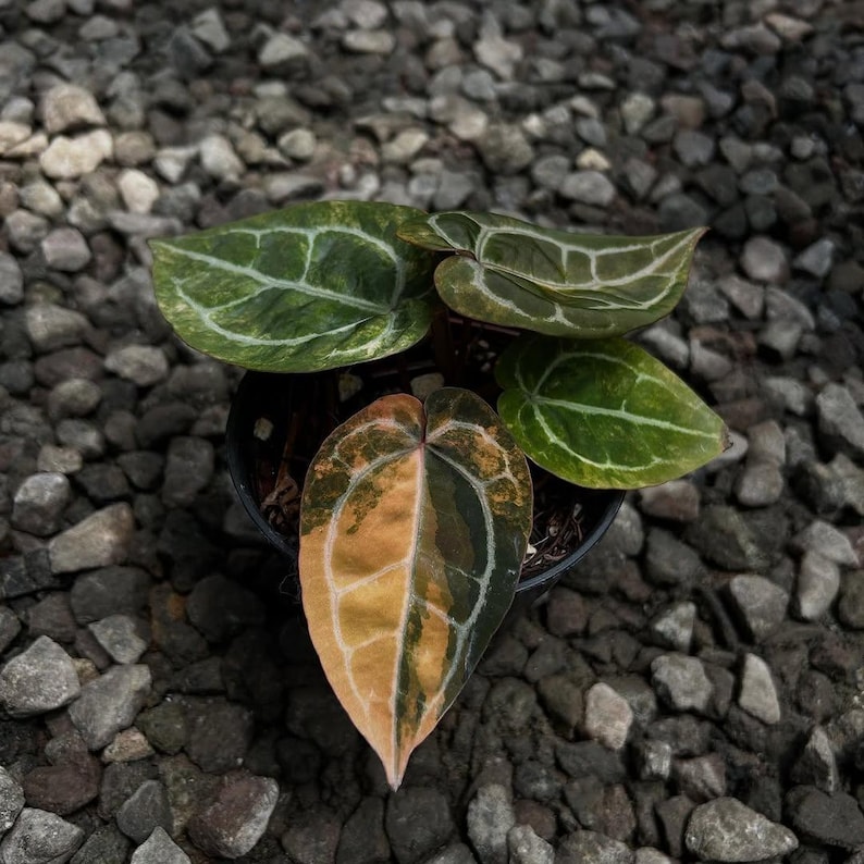 Puede incluir: Una planta de Anthurium crystallinum en maceta con hojas grandes en forma de coraz&oacute;n. Las hojas muestran una mezcla de tonos verdes, amarillos y naranjas con prominentes vetas blancas. La planta est&aacute; sobre un fondo de peque&ntilde;os guijarros grises.