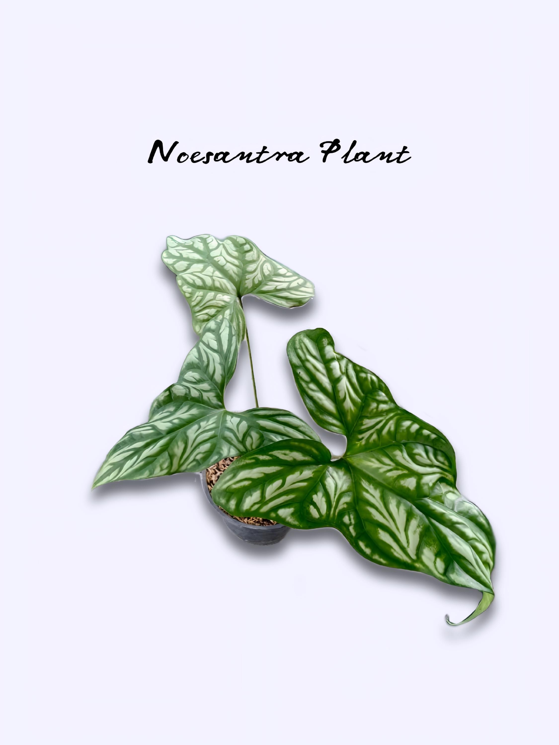 Cercestis mirabilis - Etsy 日本