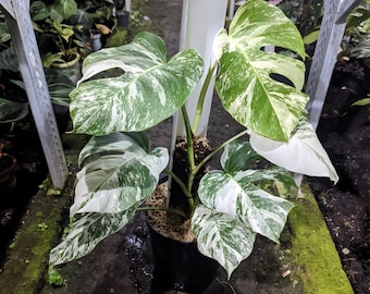 Monstera Albo White Tiger Blizzard Variegada, belleza de gran tamaño (imagen real)