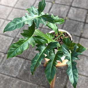 May include: A potted houseplant with large, deeply lobed green leaves with lighter green variegation. The plant sits on a small wooden stool. The leaves have a unique, almost jagged edge. The pot is white.