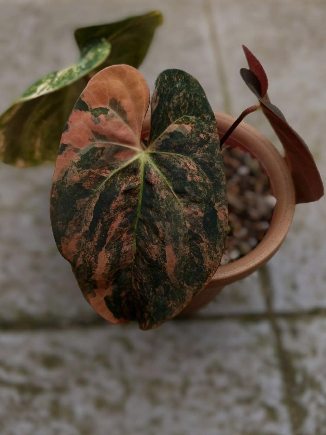 Anthurium dressleri - Etsy 日本
