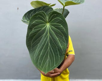 172 magnificum Silver マグニフィカムシルバー Anthurium dorayaki silver x Magnificum Starter Plant (ALL STARTER