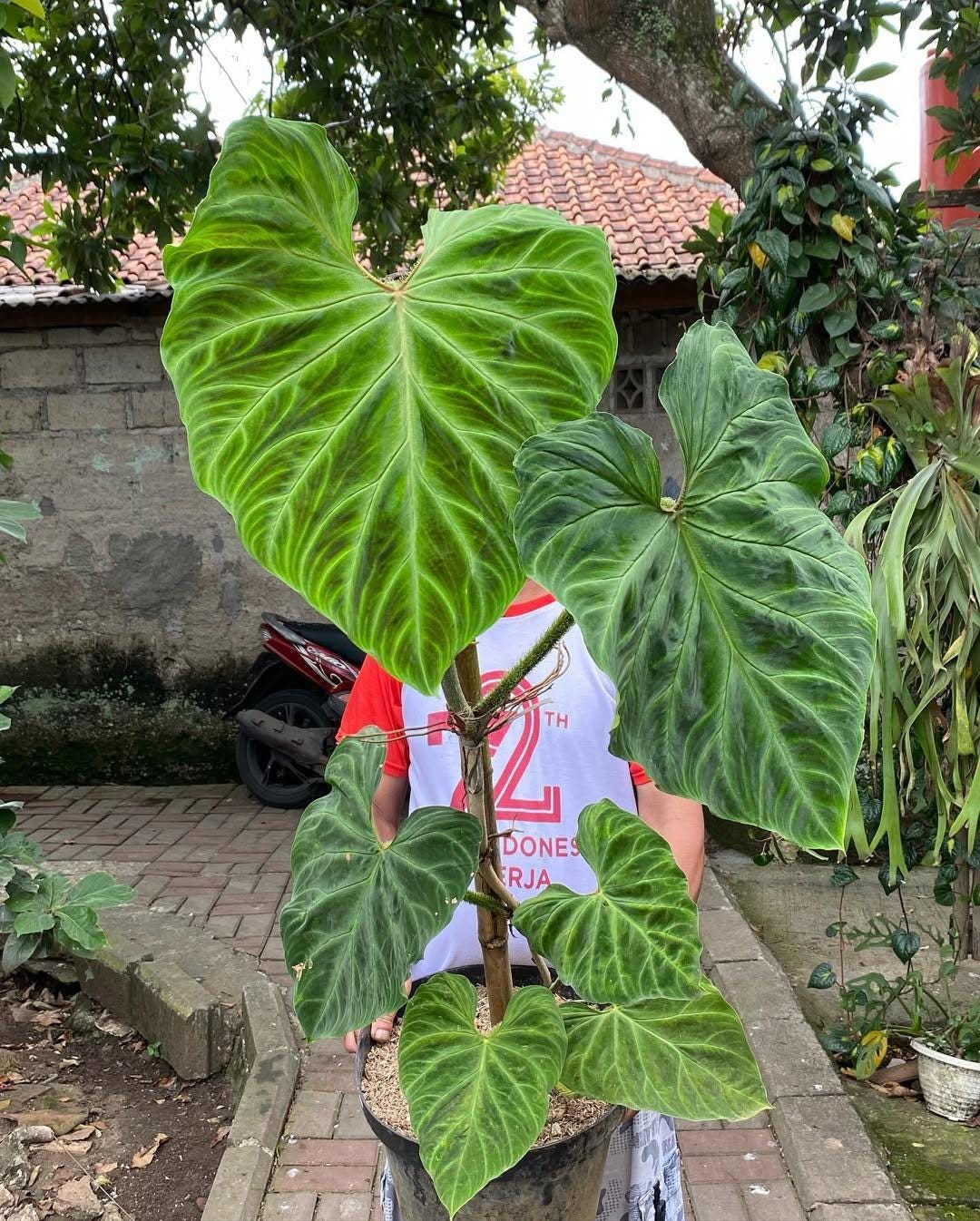 Philodendron rugosum - Etsy 日本