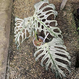 以下が含まれることがあります： 大きな斑入りの葉を持つモンステラ植物の俯瞰図。葉は主に白で緑のアクセントがあり、特徴的な窓があります。植物は鉢植えで、小さな小石のベッドの上にあります。
