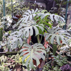 Puede incluir: Una gran planta de Monstera con hojas divididas en una maceta blanca es sostenida por una persona. La planta está rodeada de otras plantas en macetas en un invernadero. Las hojas son de color verde vibrante.