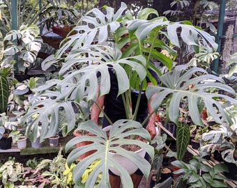 Form #6 | Monstera Deliciosa | Bangkok Plant Show Monstera Winner