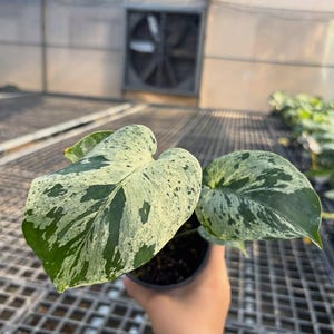 Monstera Starlight - Etsy