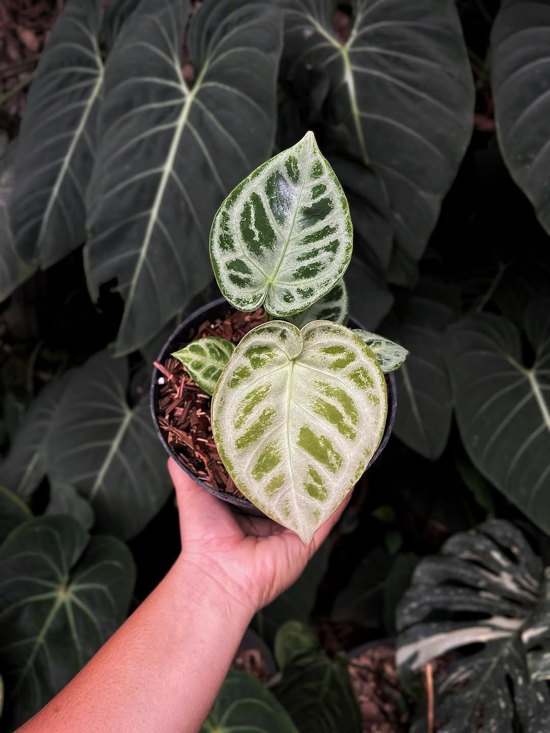 アンスリウム シルバーホープ Anthurium Silver hope fit=scale-down,w=1200