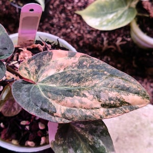 May include: A variegated Philodendron plant leaf featuring a mottled pattern of dark green and soft pink hues. The heart-shaped leaf displays a distinct texture with prominent veins and is potted in a white container with a plastic plant tag.