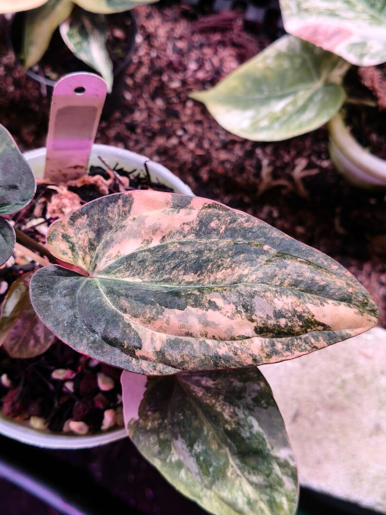 May include: A variegated Philodendron plant leaf featuring a mottled pattern of dark green and soft pink hues. The heart-shaped leaf displays a distinct texture with prominent veins and is potted in a white container with a plastic plant tag.